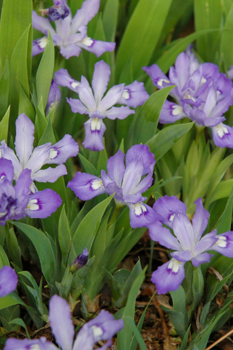 Iris, Crested
