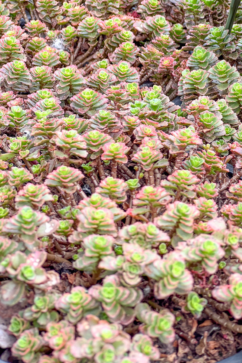 Sedum, Spot On Deep Rose