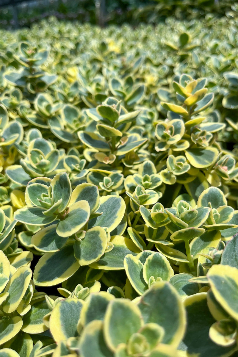 Sedum, Lime Twister