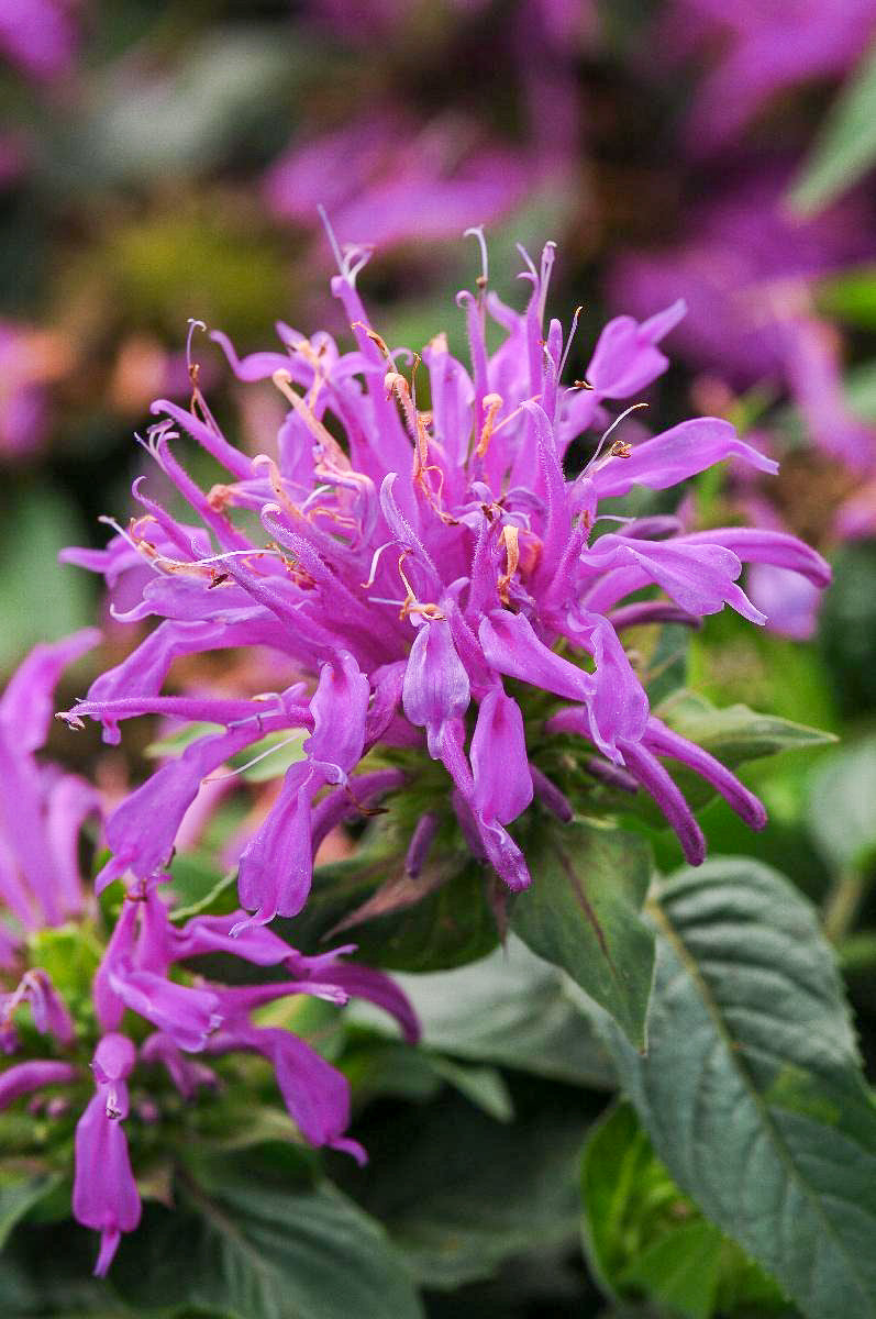 Bee Balm, Balmy Lilac