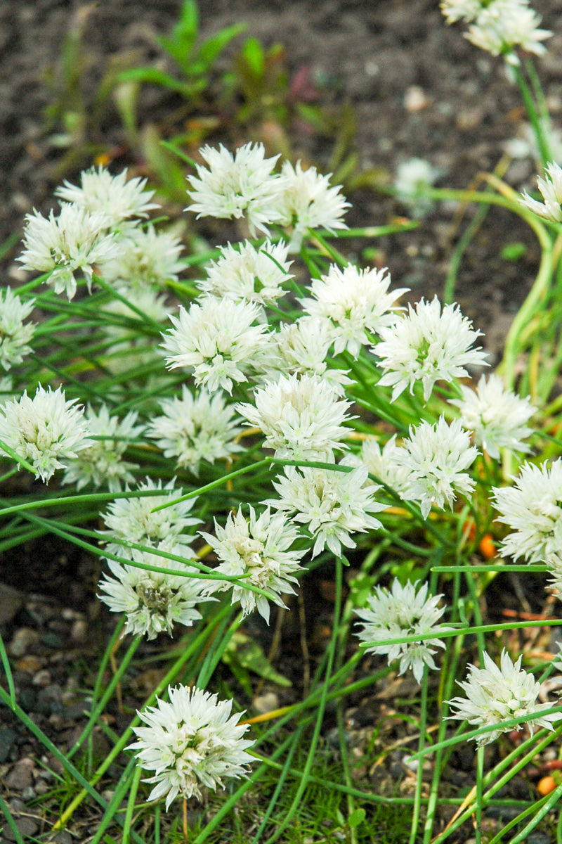 Ornamental Onion, White