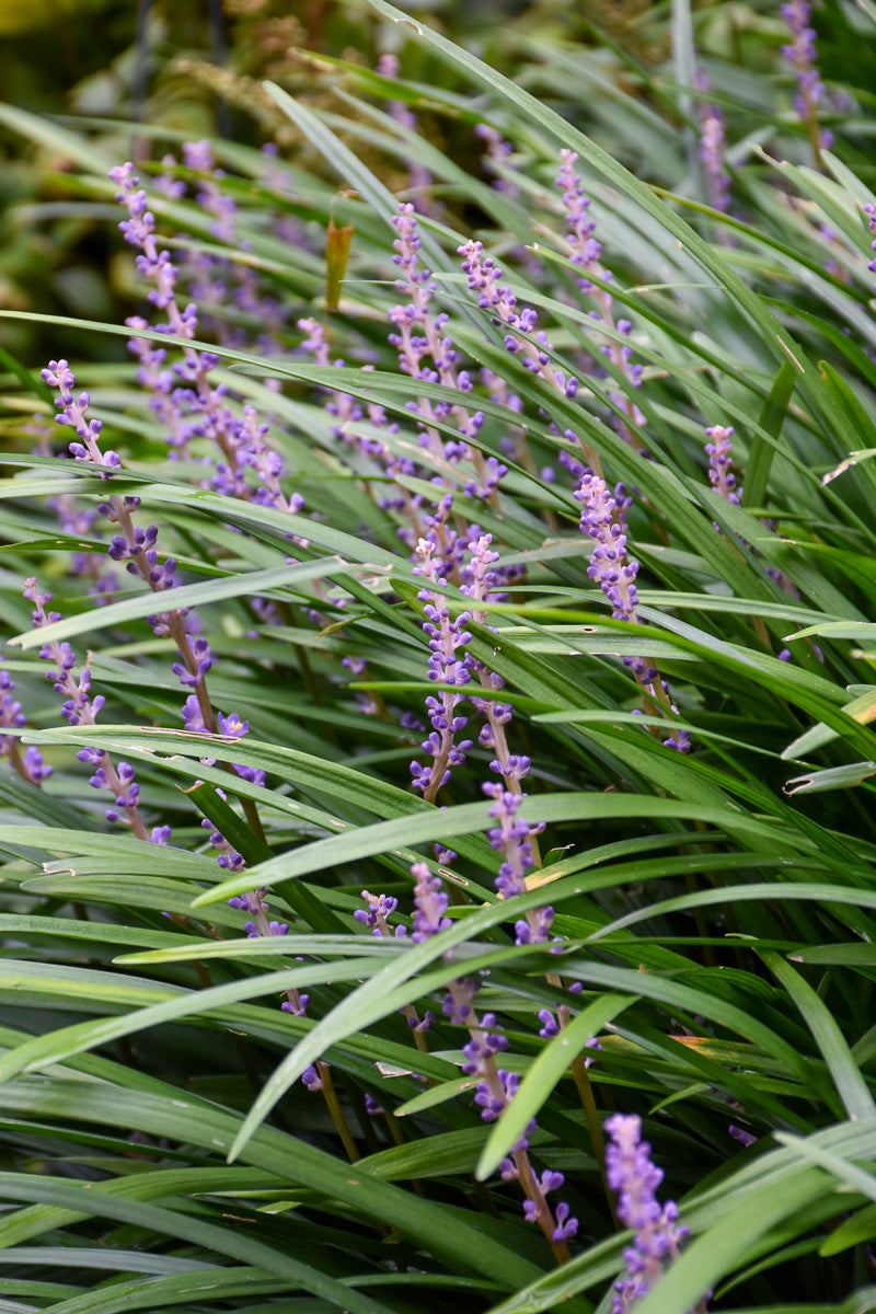 Lilyturf, Big Blue 1G