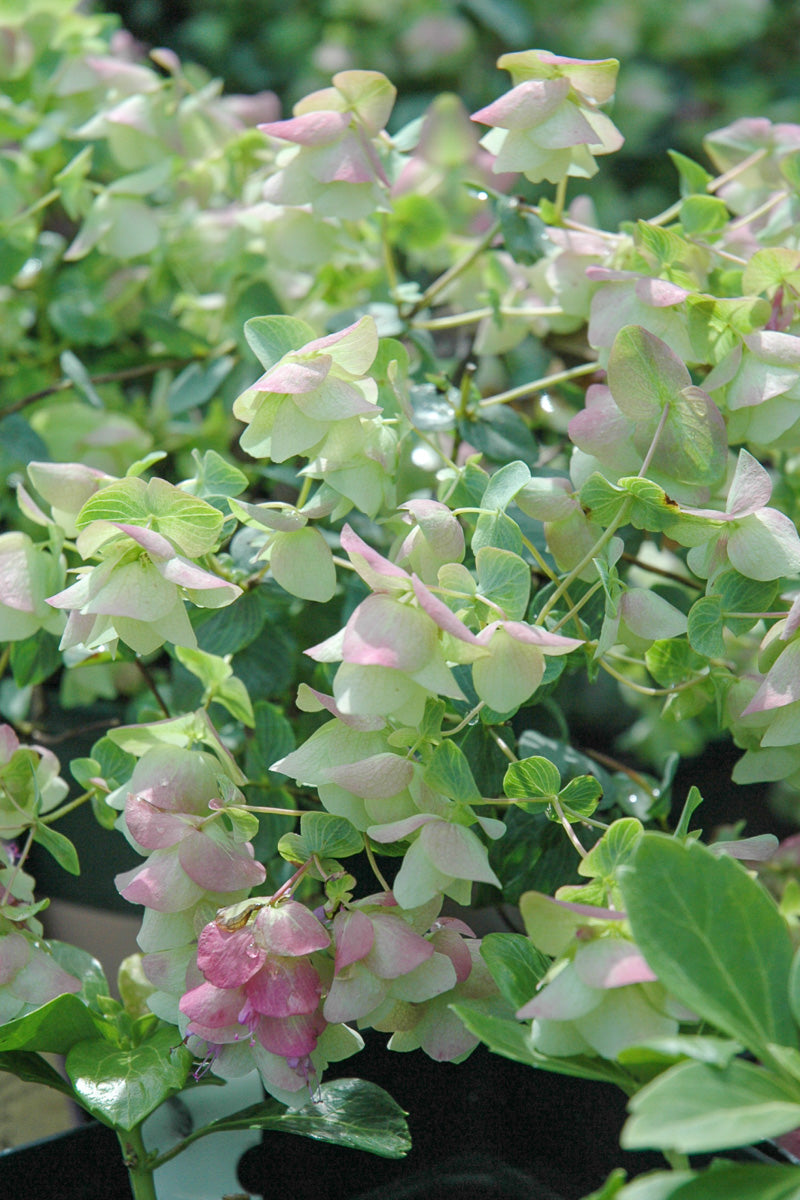 Oregano, Kent Beauty