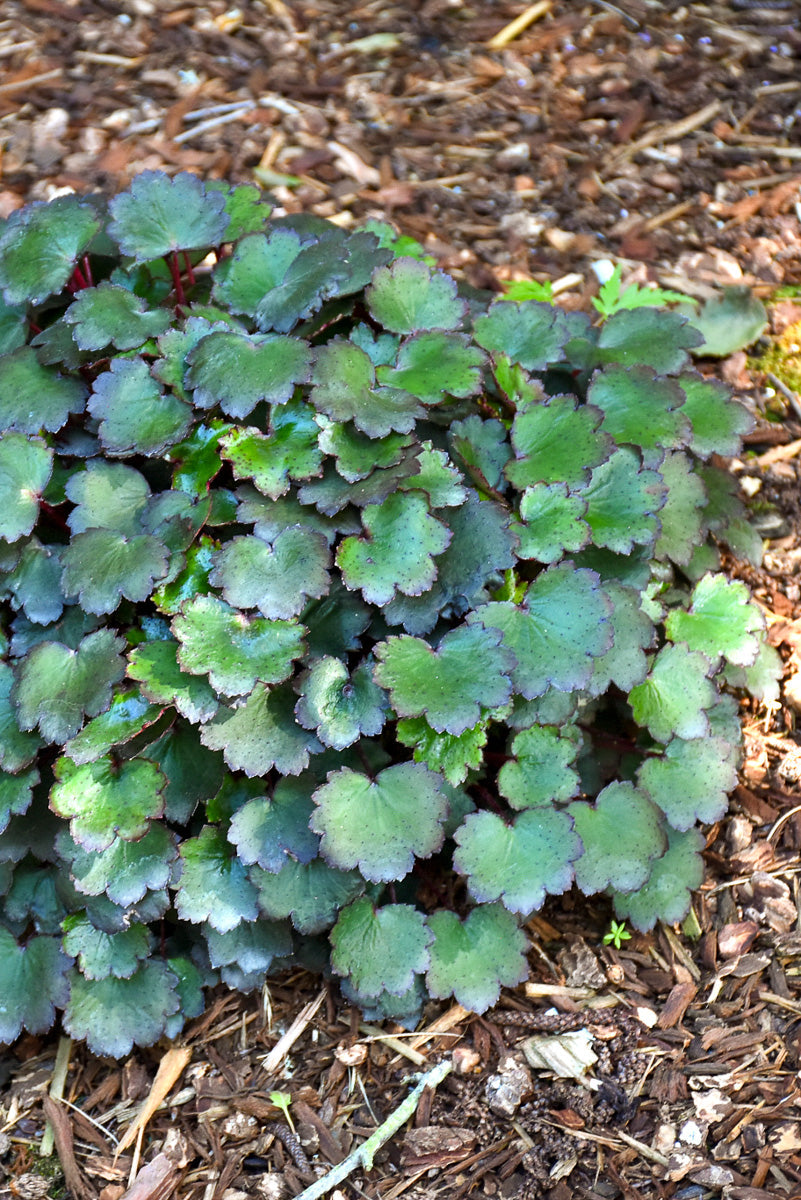 Saxifrage, Pink Elf