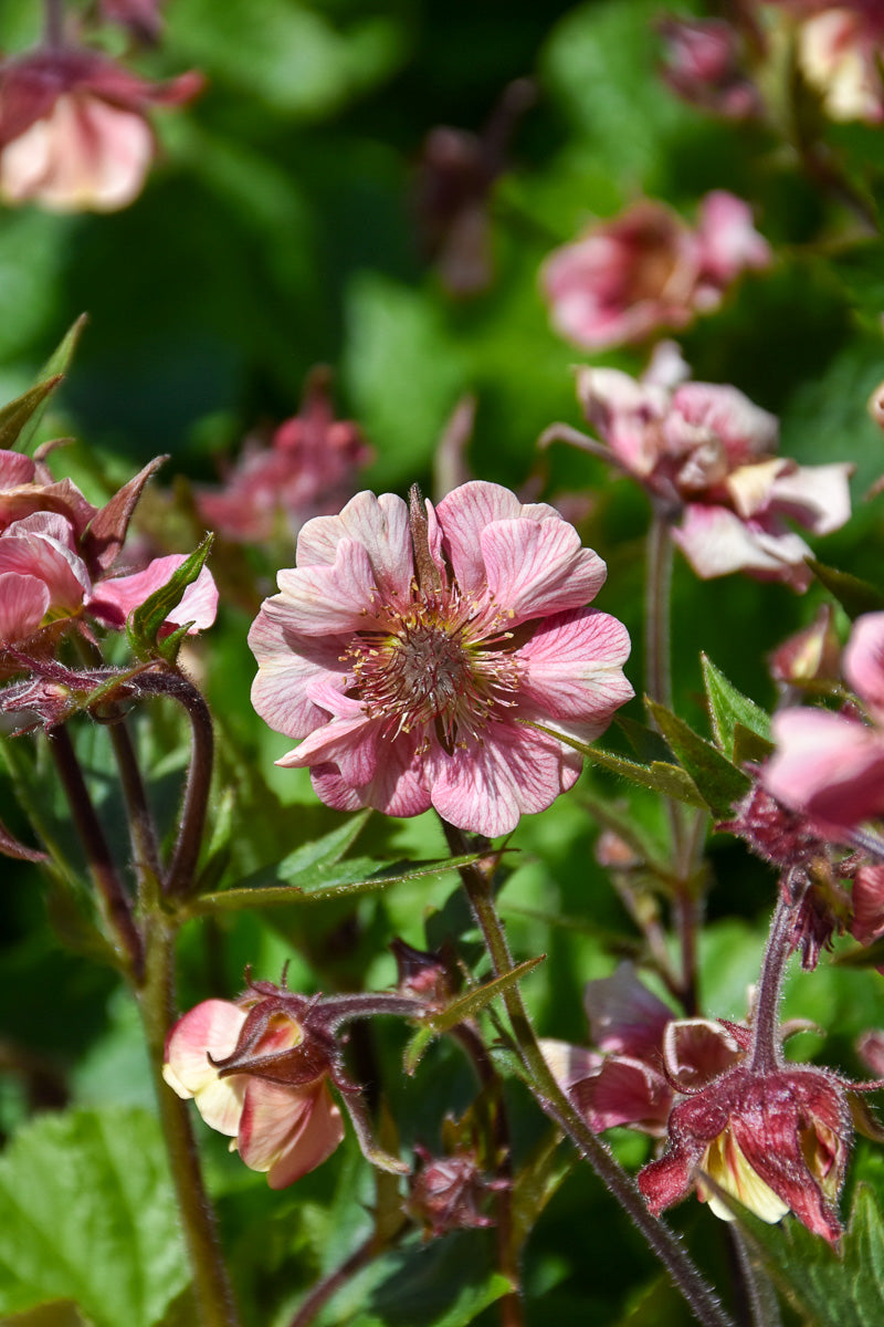 Geum, Tempation Rose