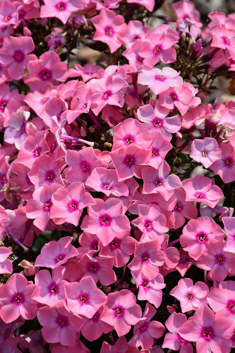 Phlox, Sweet Su Queen