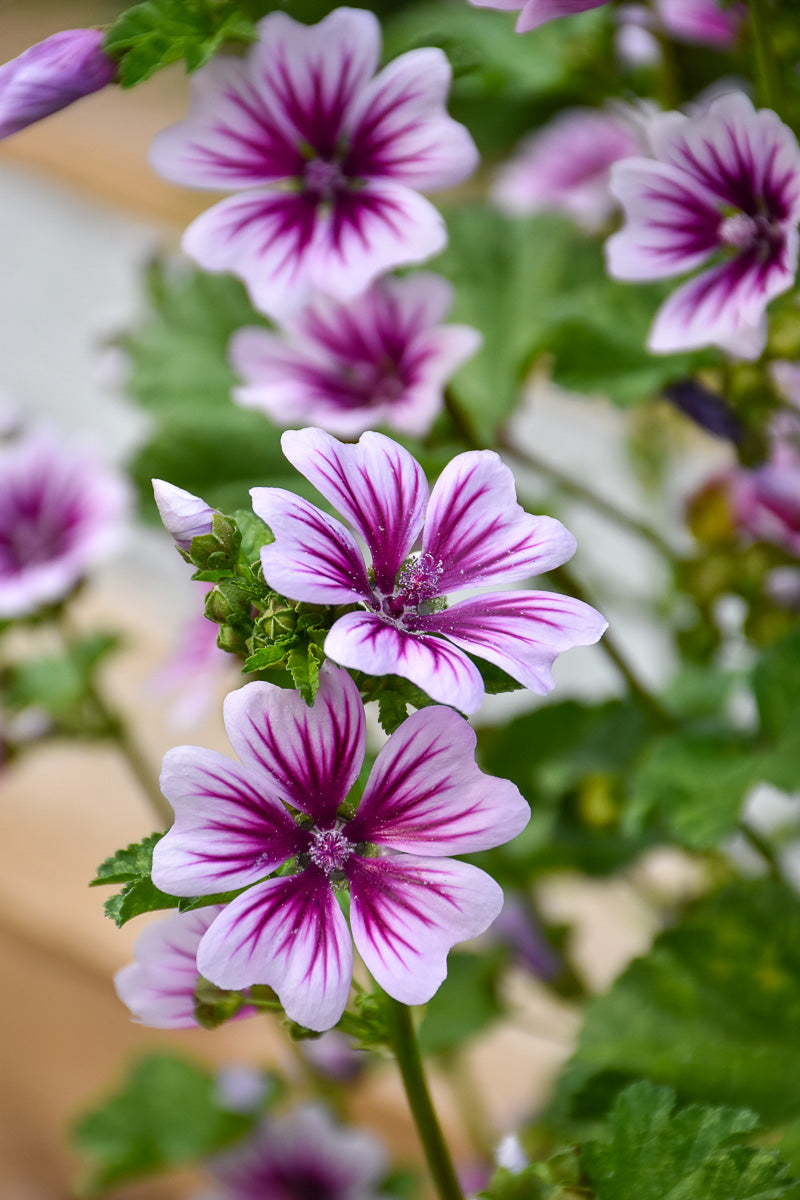 Mallow, Zebrina