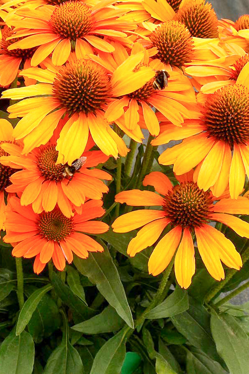 Coneflower, Saffron