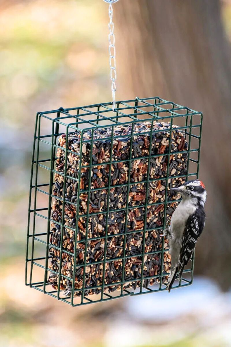 Mr. Bird Nut Cake