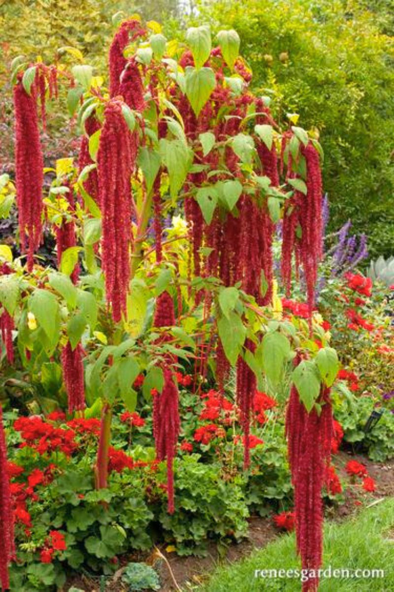 Renee's Garden Heirloom Amaranth Love Lies Bleeding Seeds