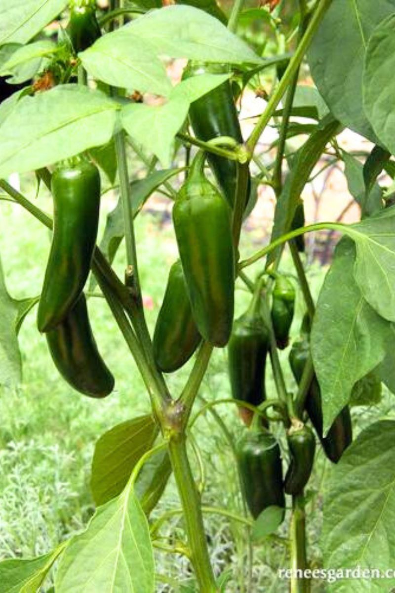 Renee's Garden Container Chile Peppers Early Flame Jalapenos Seeds