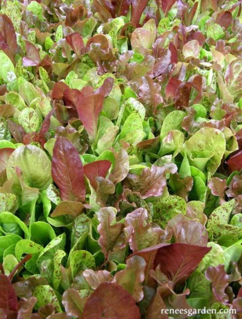 Renee's Garden Heirloom Mesclun Lettuces Five Variety Blend Organic Seeds