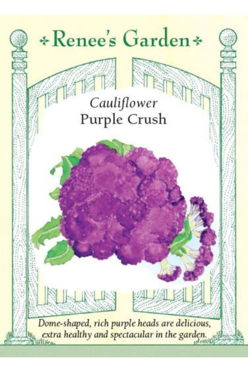 Renee's Garden Cauliflower Purple Crush Seeds