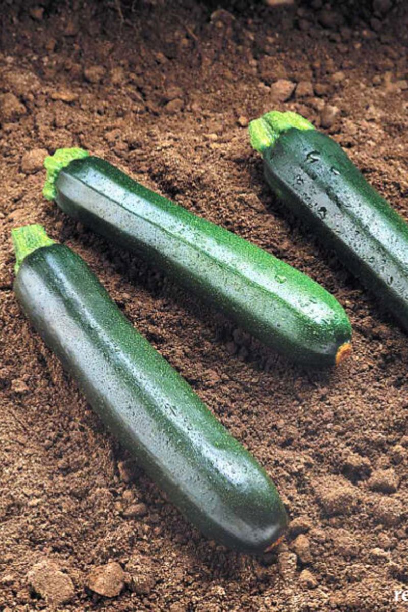 Renee's Garden Dark Green Zucchini Twilight Seeds