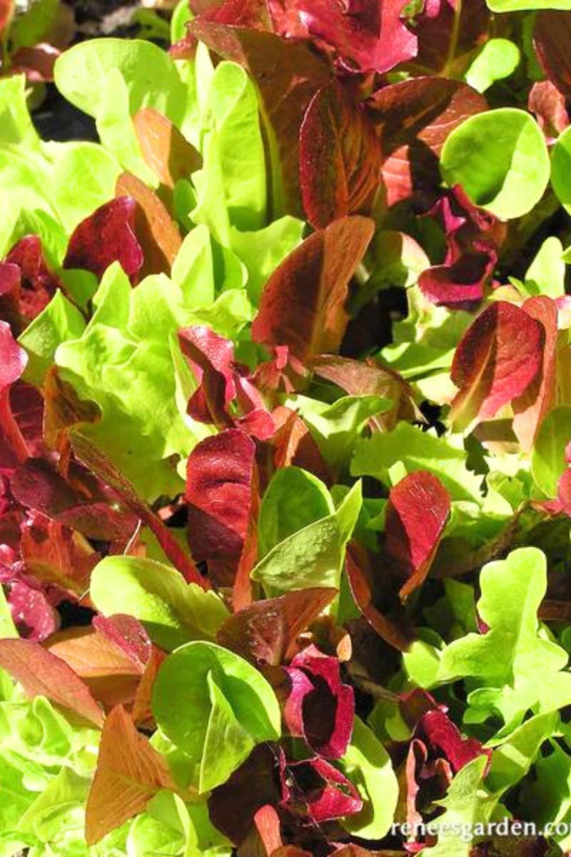 Renee's Garden Farmers Market Lettuce Blend Sweet Greens & Reds Seeds