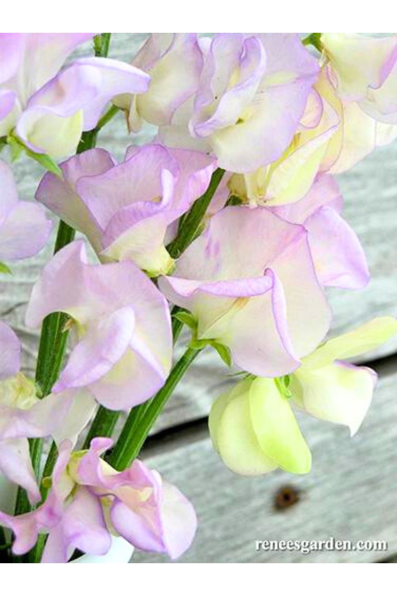 Renee's Garden Fragrant Sweet Peas April in Paris Seeds