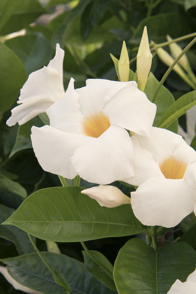 Mandevilla, Teepee White