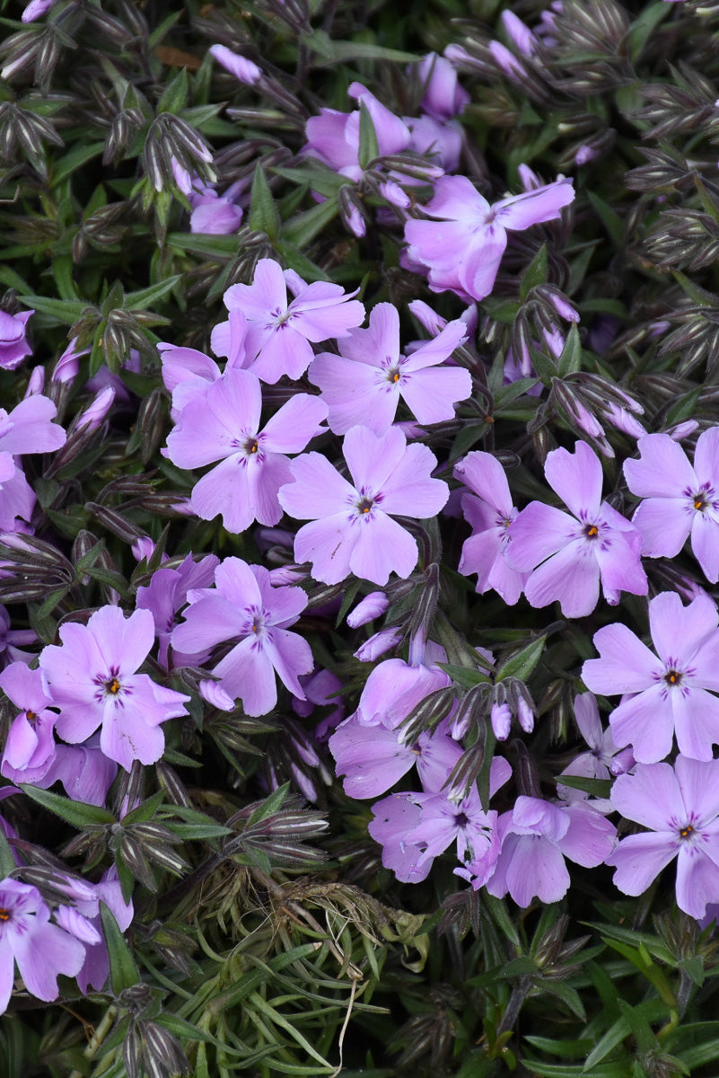 Phlox, Pink Sparkles