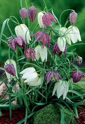 Fritillaria Meleagris Chequered Lily Mixture Bulbs 12/Pack