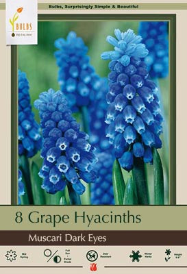 Muscari Dark Eyes Bulbs 15/Pack