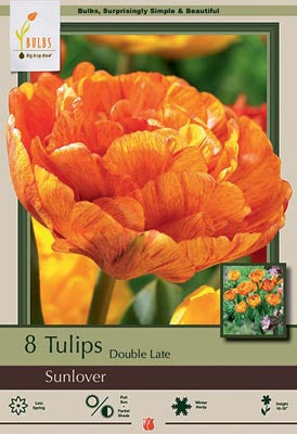 Sunlover Tulip Bulbs 7/Pack