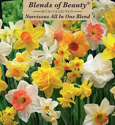 Narcissus All In One Blend Bulbs 14/Pack