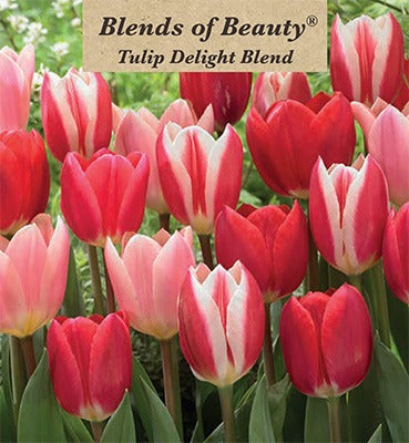 Delight Blend Tulip Bulbs 12 Pack