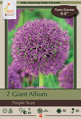 Allium Purple Suze Bulbs 2/Pack