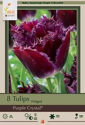 Purple Crystal Tulip Bulbs 7/Pack