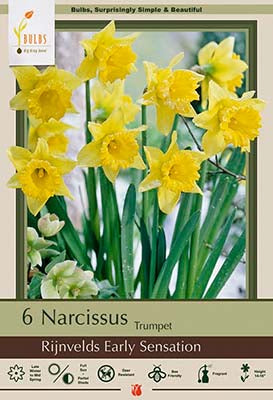 Narcissus Rijnvelds Early Sensation Bulbs 7/Pack