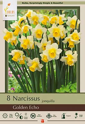 Narcissus Golden Echo Bulbs 7/Pack