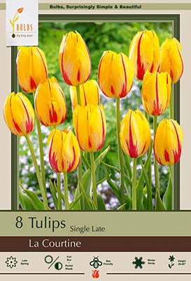 La Courtine Tulip Bulbs 7/Pack