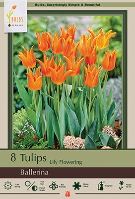 Ballerina Tulip Bulbs 7/Pack