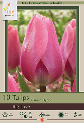Big Love Tulip Bulbs 7/Pack