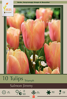 Salmon Jimmy Tulip Bulbs 7 Pack