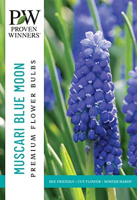 Muscari Blue Moon Bulbs 30/Pack