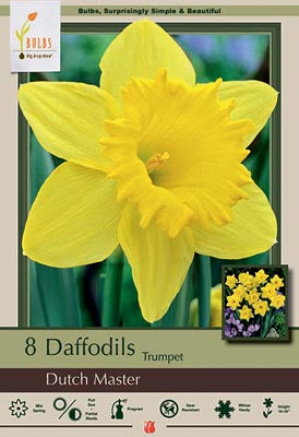 Narcissus Dutch Master Bulbs 7/Pack