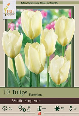 White Emperor Tulip Bulbs 7 Pack