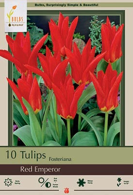 Red Emperor Tulip Bulbs 7/Pack