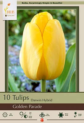 Golden Parade Tulip Bulbs 7/Pack