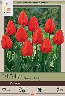 Parade Tulip Bulbs 7/Pack