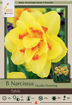 Narcissus Tahiti Bulbs 7/Pack