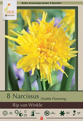 Narcissus Rip Van Winkle Bulbs 7/Pack