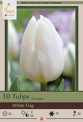 White Flag Tulip Bulbs 7 Pack