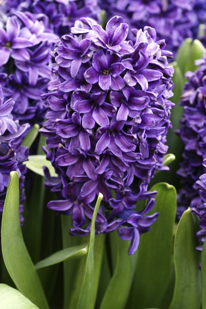 DeVroomen Hyacinthus Peter Stuyvesant Bulbs 4/Pack