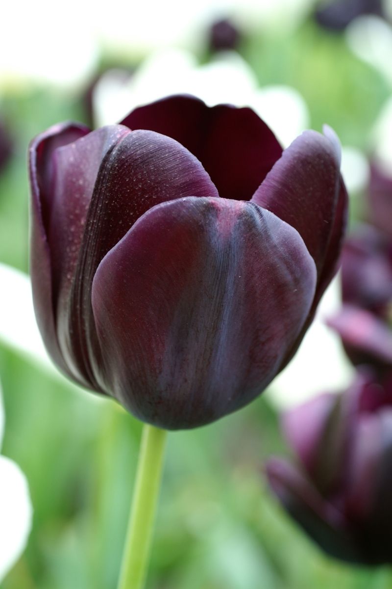DeVroomen, Tulip Bulbs Queen of the Night 8/PK