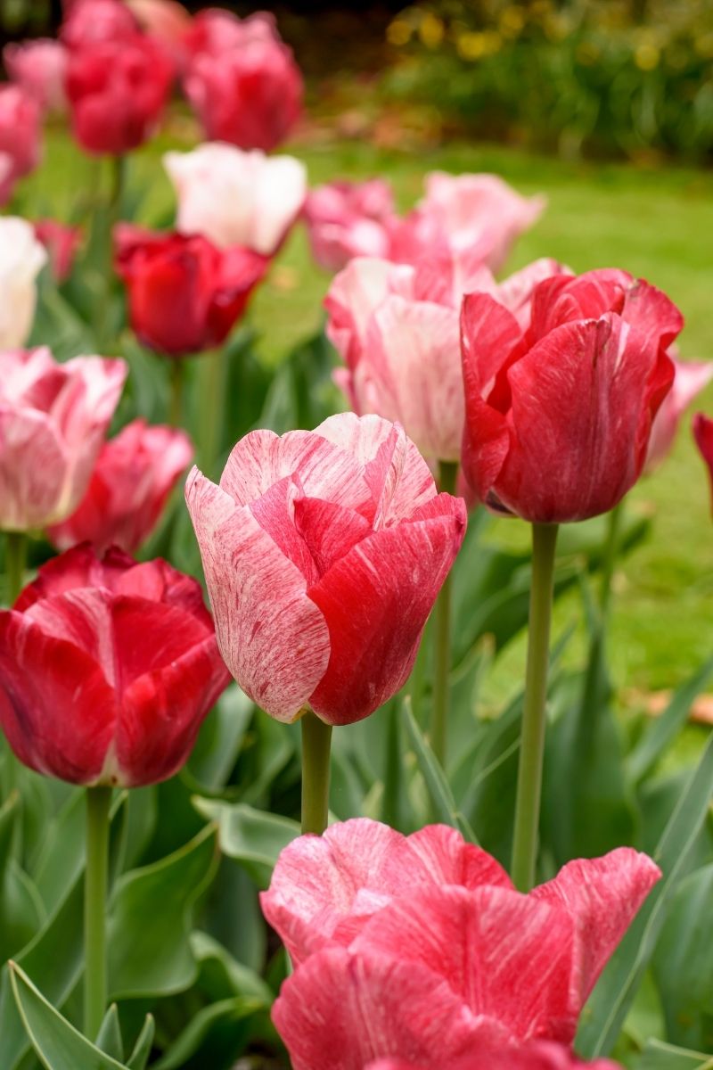 DeVroomen, Tulip Bulbs Hemisphere 8/PK