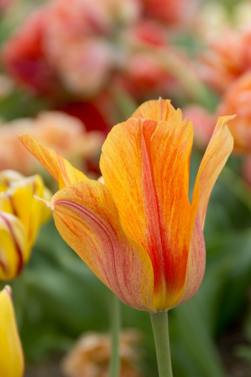 DeVroomen, Tulip Bulbs El Nino 8/PK