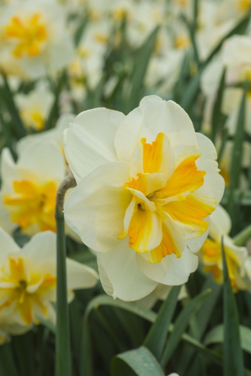 DeVroomen, Daffodil Bulbs Sorbet 5/PK