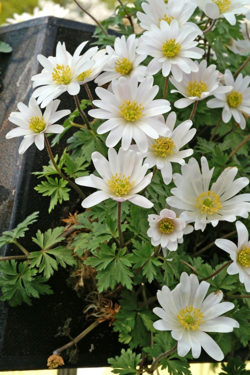 DeVroomen, Anemone Bulbs Blanda White 15/PK